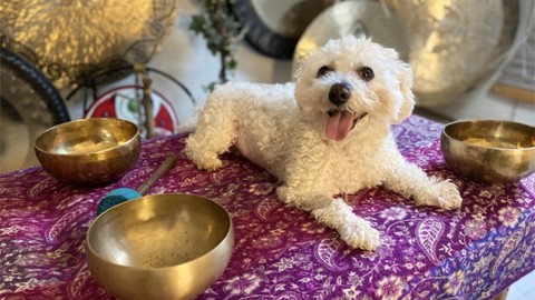 Pets Sound healing